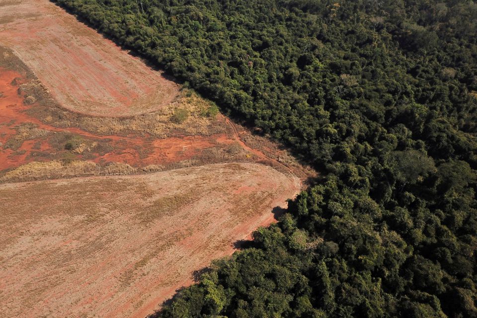 鸟瞰图显示边境森林附近的森林砍伐情况